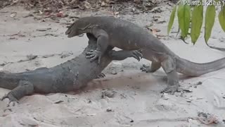 Monitor Lizard Battle Over Territory