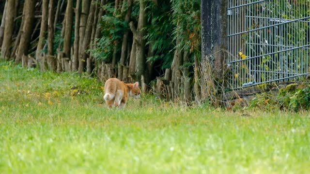 Lazy cat sleeping & Jungle Cat Wating