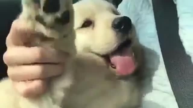 Funny dogs , romantic dog