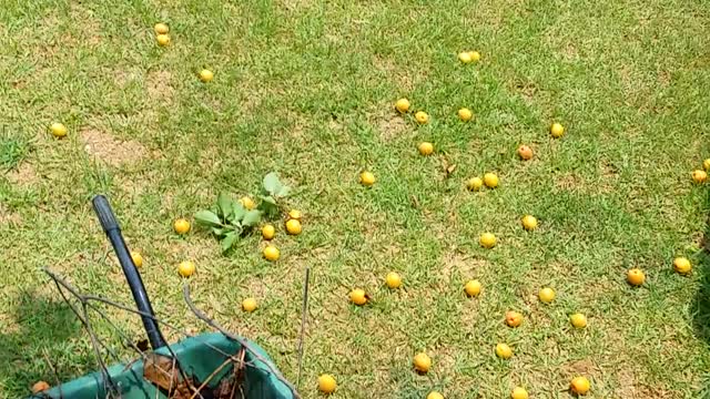 [apricots]There are apricots hanging from the apricot tree in our office.