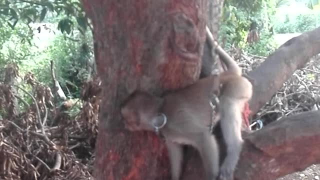 Lovely Monkey in Cambodia, This Monkey Living With Poor Farmer in Cambodia