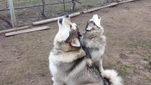 Dogs Howling(Alaskan Malamutes)