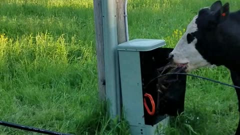 Cow Eats Phone Wires