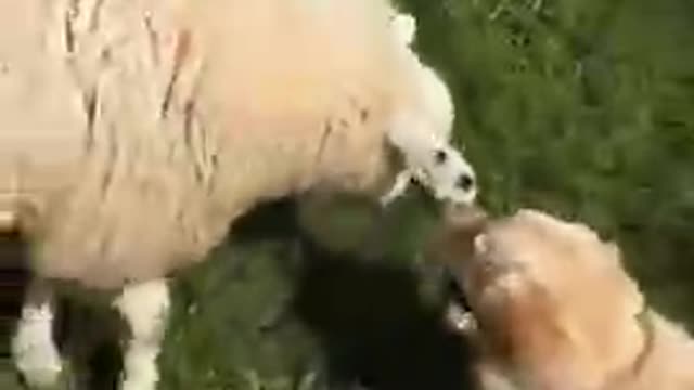Doggy and Sheep Bond Over Mutual Cuteness
