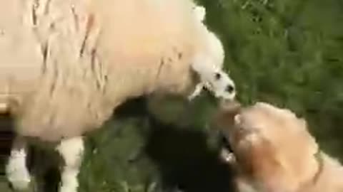 Doggy and Sheep Bond Over Mutual Cuteness