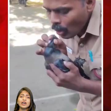సీపీఆర్ చేసి కాకిని రక్షించారు! | #ytshorts #cpr #crow #cproperation #viralvideo #viralvideo