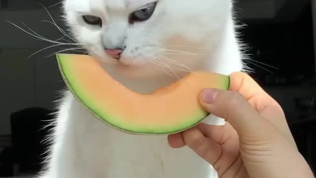 How many licks does it take to get to the center of a cantaloupe ? We'll never know .