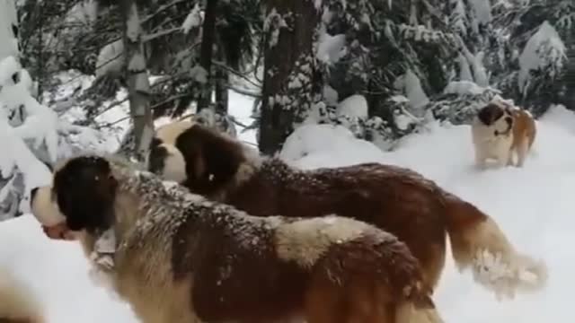 Entertainment dogs