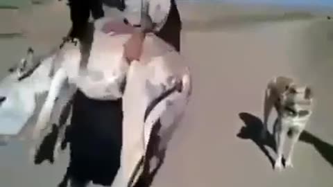 arabic dance with donkey
