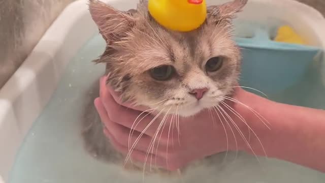 Small pets take a bath and are super cute