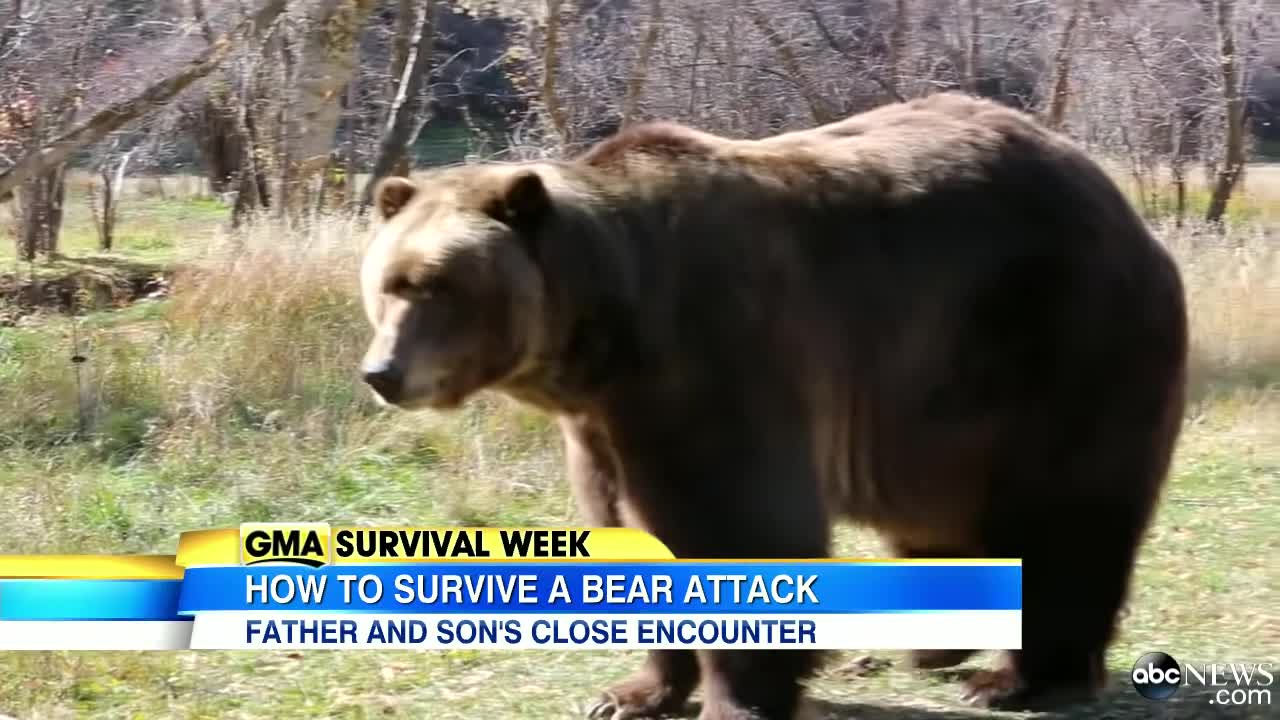 How to Survive a Bear Attack (Episode 1) Good Morning America ABC News_2021 10 30_23 52 46_1_976