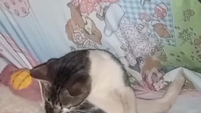 cats licking each other videos