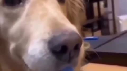 epic dog