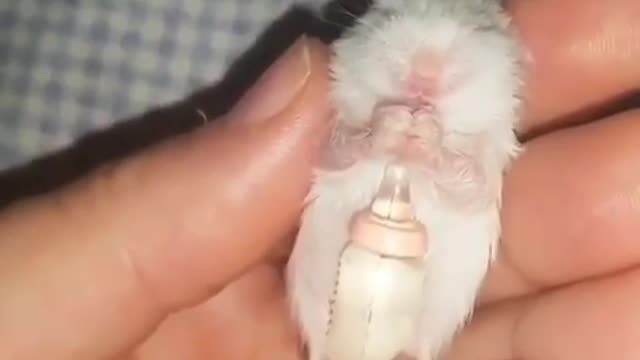 Baby Hamster