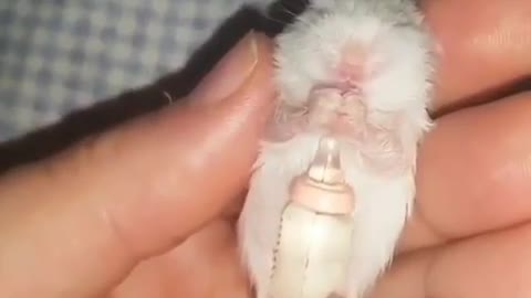 Baby Hamster