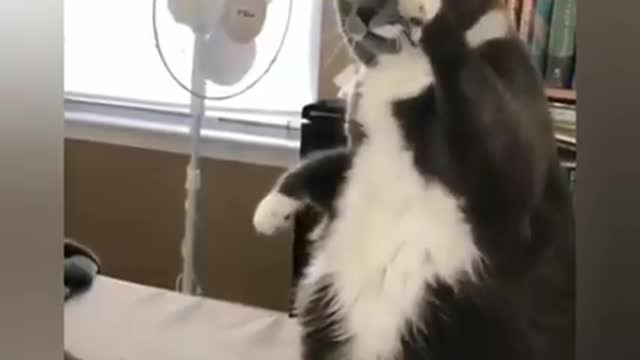 Cute cats 😆 😆