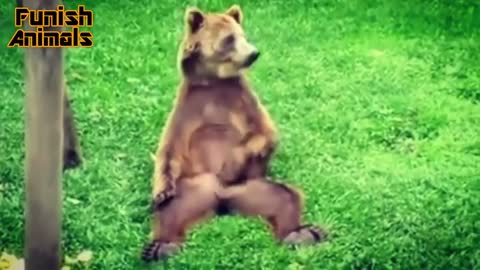 Amazing Bears have Tallent - Cute bear Compilation || Funish Animals