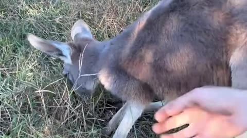 News Break: Kangaroo