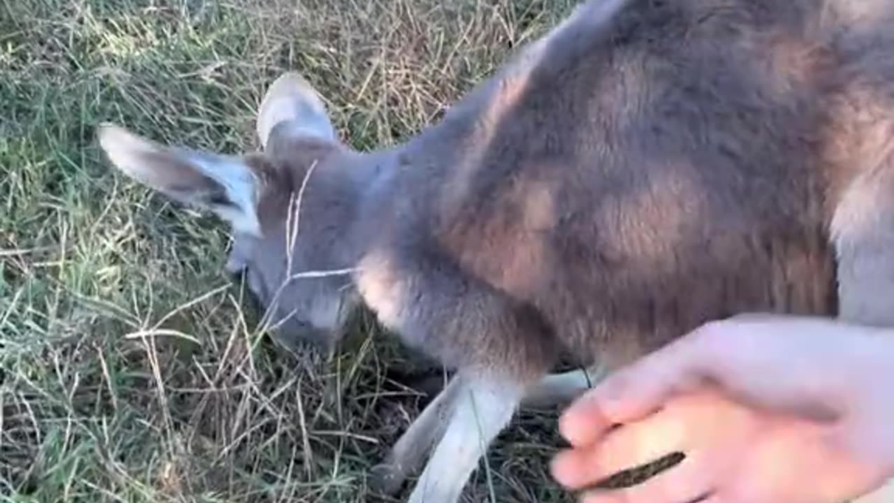 News Break: Kangaroo