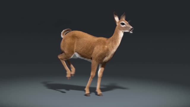 A running deer