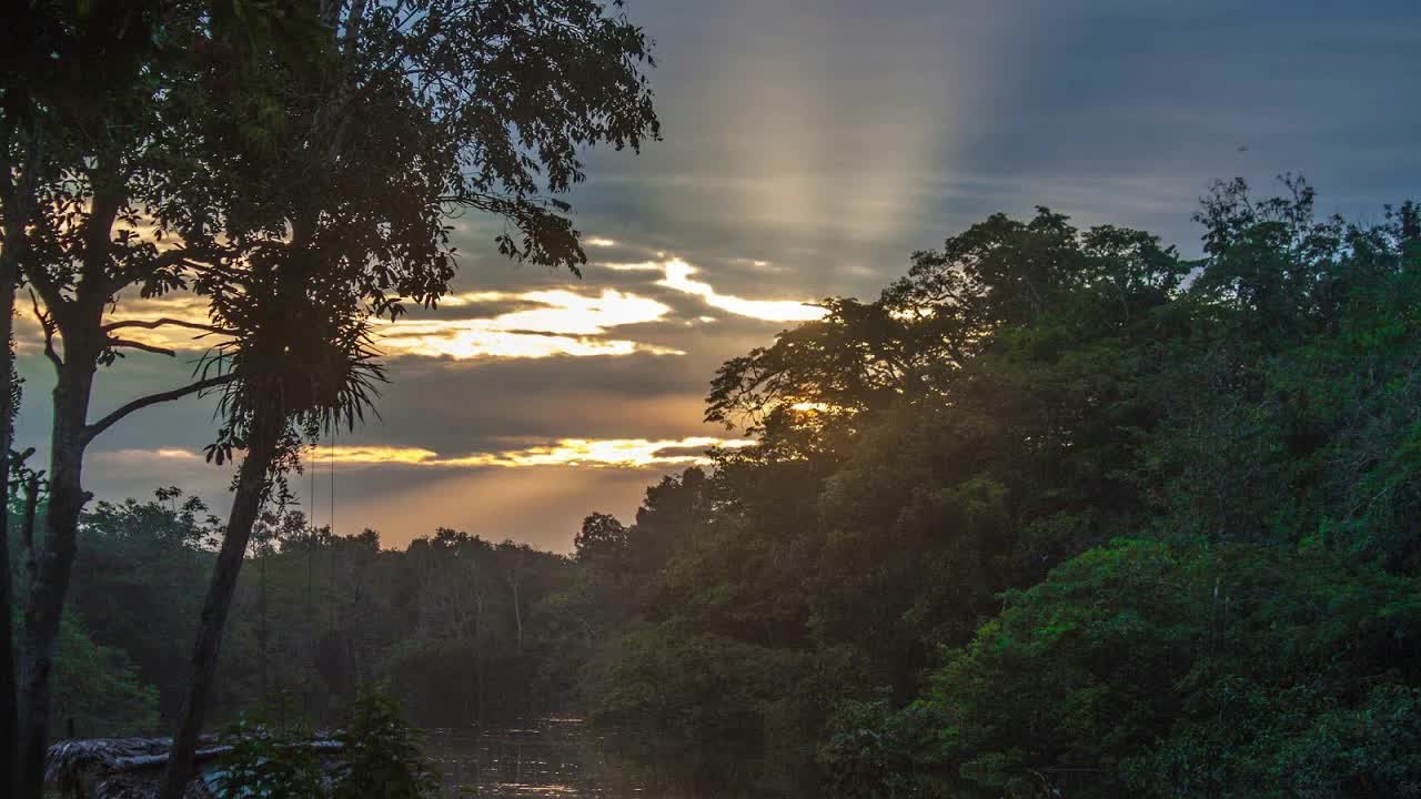 Sounds of nature -dawn in the Amazon Jungle in Brazil.