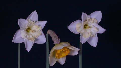 Daffodils Easter Bells Spring Easter To Flourish