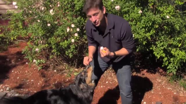 how to make your dog look aggressive