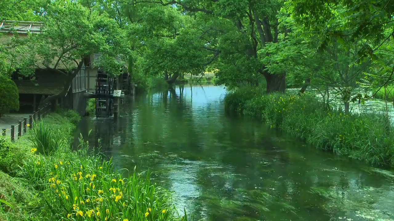 Nature sounds river sounds calming