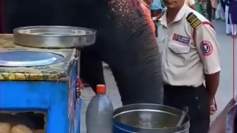 Indian elephant
