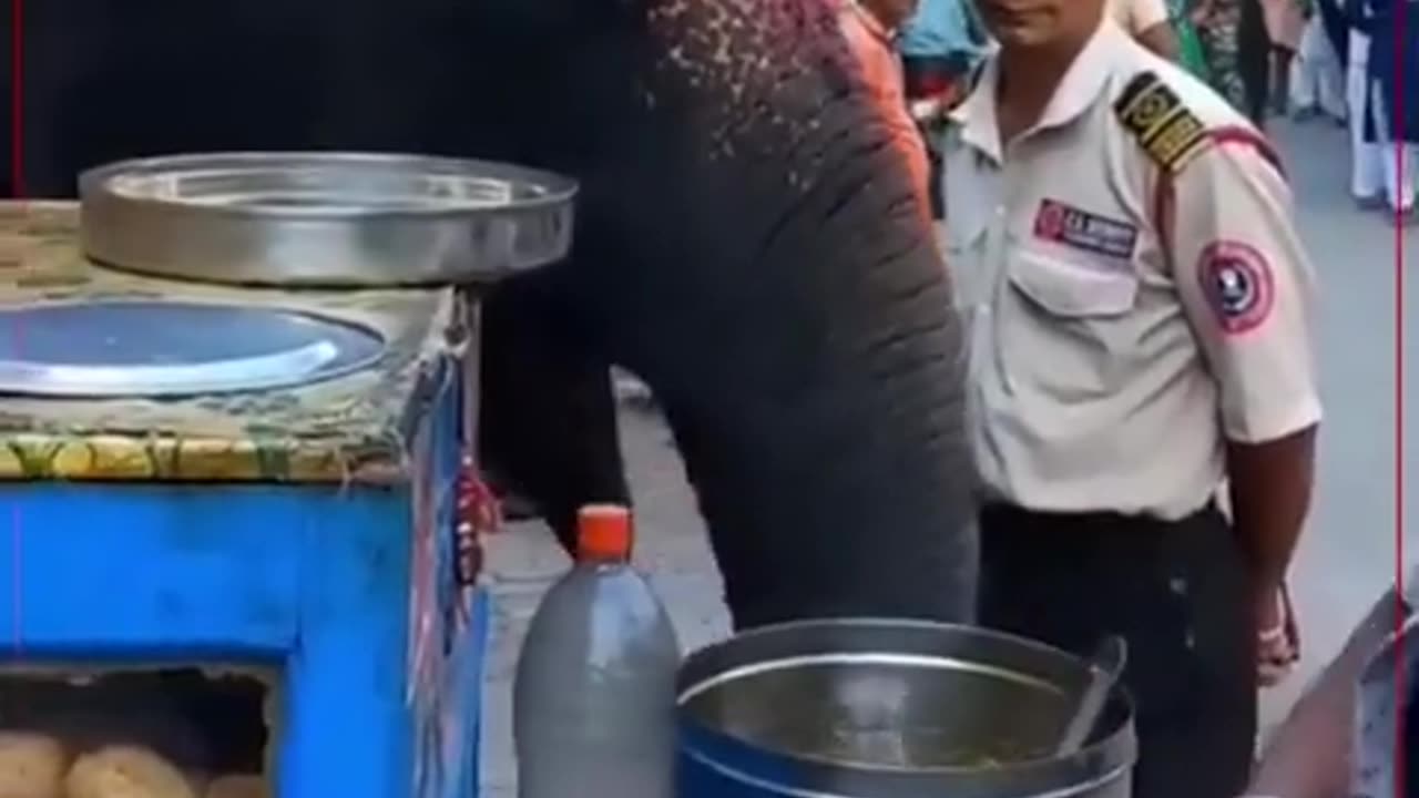 Indian elephant