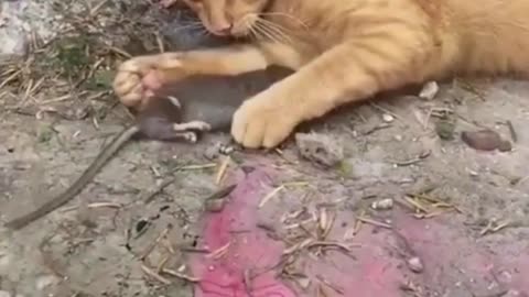 Cat vs. Rat