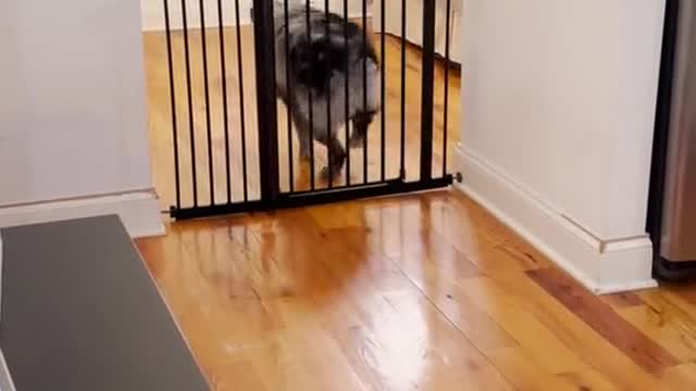 Dog walks through gate...