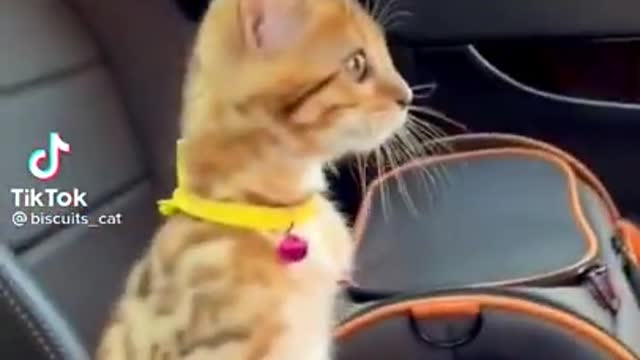 Funniest Animals 🐧 - Best Of The 2022 Funny Animal Videos 😁 - Cutest Animals Ever