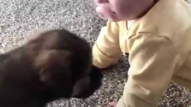 Baby and Doggies #1