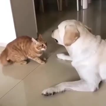 When you realy want to be a friend of a handsome dog