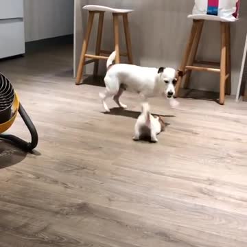 Jack Russell father bonds with newly adopted puppy