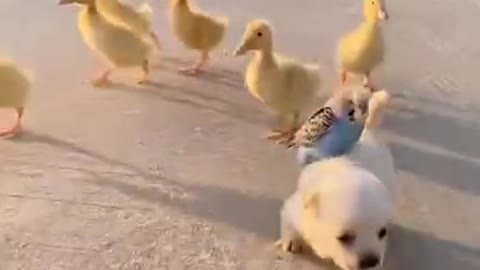 Sweet and cute puppy🐶 and duck