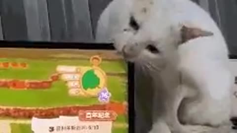 Cat eats a TV *FUNNY*