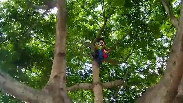 Subido en un árbol, hombre protesta por construcción de conectante C1-C2 de Floridablanca