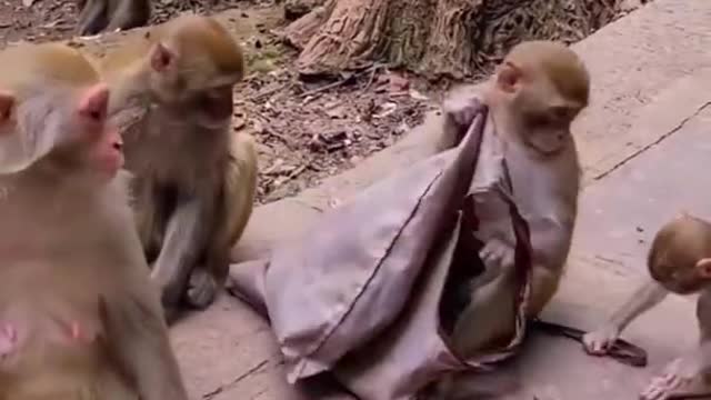 Monkeys funny video