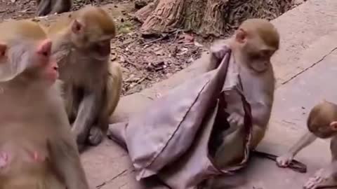 Monkeys funny video