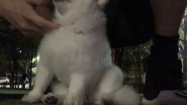 adorable puppy scratching.