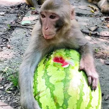 Monkey Fruit feast🍊🍉☺️