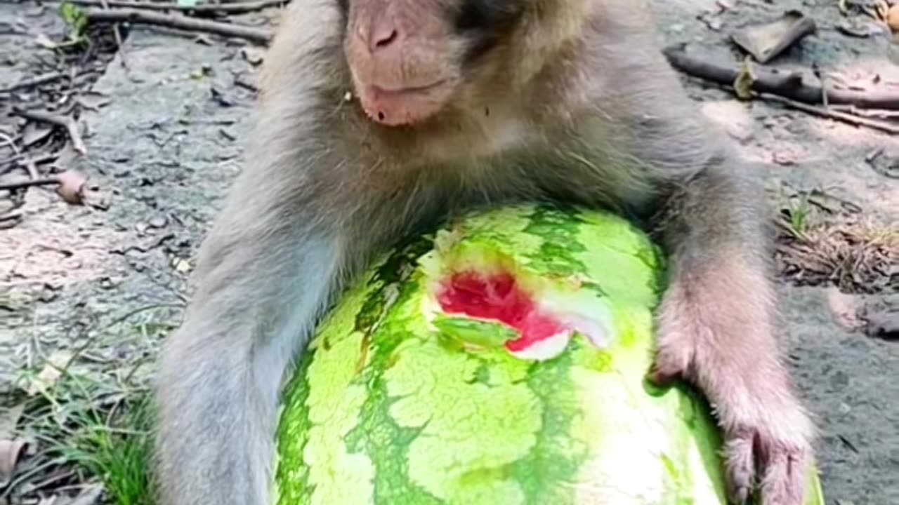 Monkey Fruit feast🍊🍉☺️