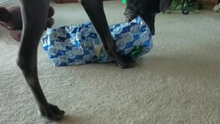 Great Dane opens Christmas present