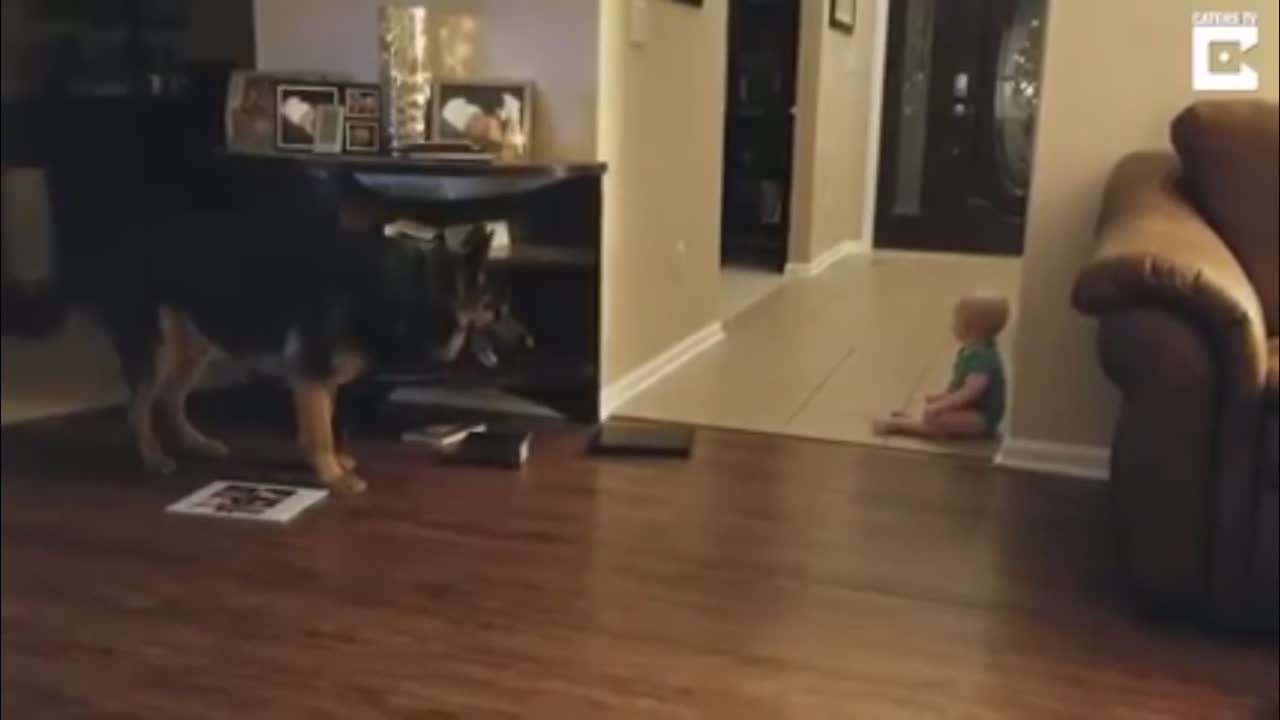 Baby plays chase with German shepherd