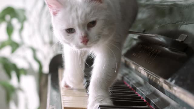 Cat and piano love story