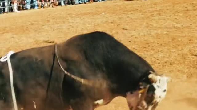 Athens Rodeo. #bullriding #athens #rockville #fyp