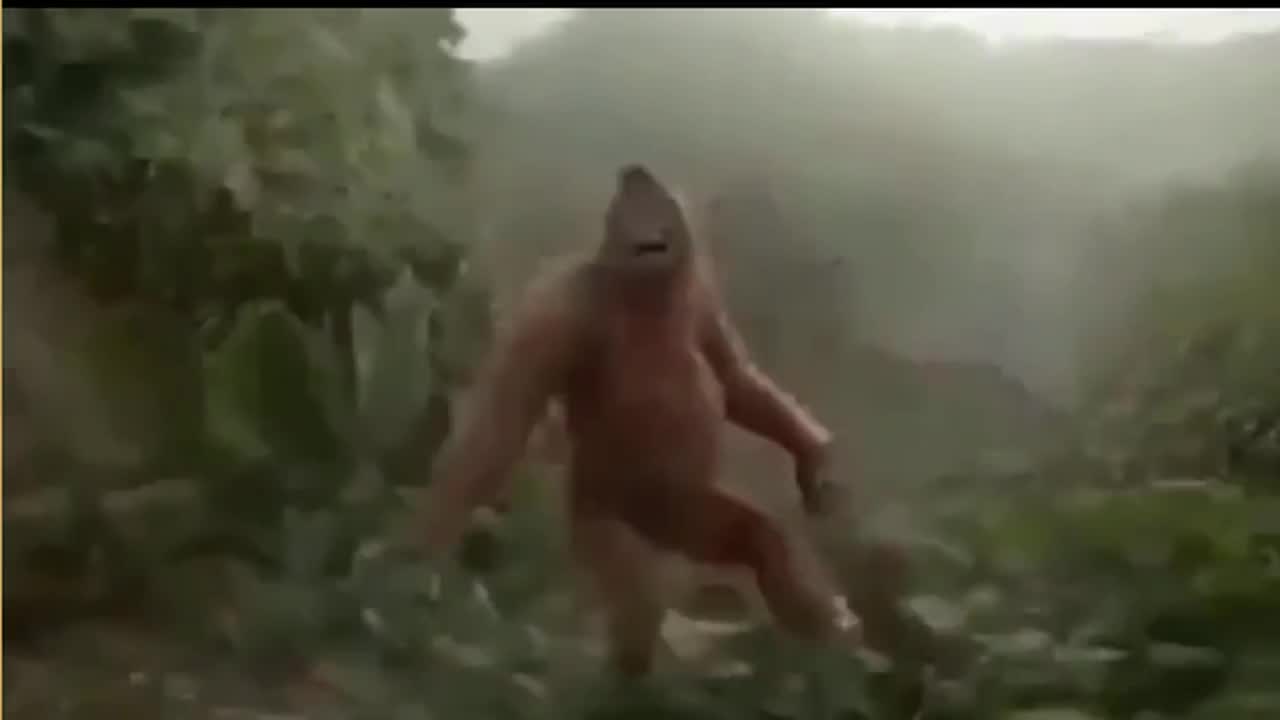 Monkey funny dance