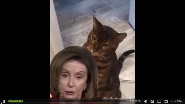 Pelosi CAT LIVE